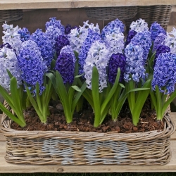 Sada trojfarebných hyacintov - 27 ks - 