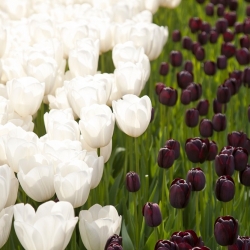White and dark crimson tulip – 30 piece set