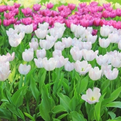 Набір біло-рожевих тюльпанів - 30 шт - 