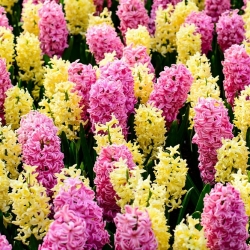 Pink og gul hyacint sæt - 24 stk - 