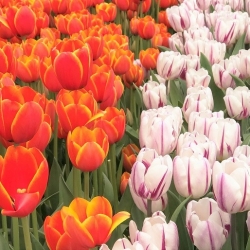 Set tulip merah dan putih - ungu - 50 pcs - 
