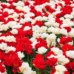 सफेद और लाल डबल फूल वाले ट्यूलिप सेट - 50 पीसी - 