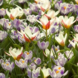 Set di piante bicolore - tulipano bianco crema e rosso e croco viola-bianco - 60 pz - 
