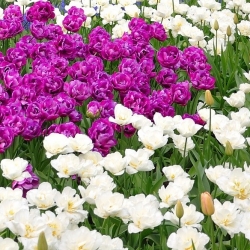 Комплект тюльпанів з двома квітами - пурпуровий і білий - 50 шт - 