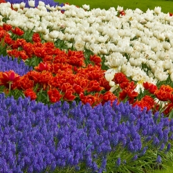 Double–flowered orange tulip, white tulip and blue grape hyacinth – 50 pcs