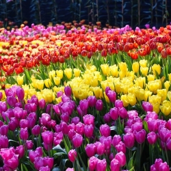 Set tulip ungu, kuning dan oranye - 45 pcs - 