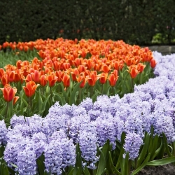 Tulip oren dan set hyacinth biru - 29 pcs - 