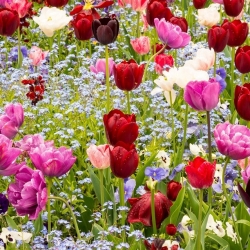 Tulip - odrůda mix a modrá alpine pomněnka - květinové cibulky a semena set - 