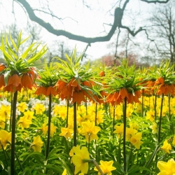 Orange crown imperial and jonquil set – 18 pcs