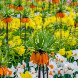Orange crown imperial and narcissus selection set – 18 pcs