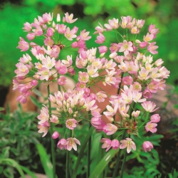 Cesnak ruža - 20 kvetinové cibule -  Allium Roseum