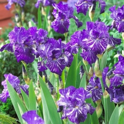 Iris germanica Batik - لامپ / غده / ریشه