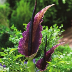 Rồng lily - Dracunculus Vulgaris; dracunculus thông thường, arum rồng, arum đen, lily voodoo, lily rắn, lily stink, rồng đen, lily đen, dragonwort, ragons