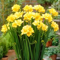 Freesia Single Yellow - 10 kvetinové cibule