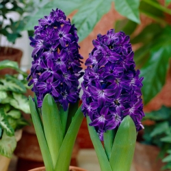 Hiacintas - Blue Magic - pakuotėje yra 3 vnt - Hyacinthus
