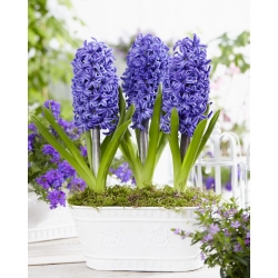 风信子蓝珍珠 -  3个 - Hyacinthus