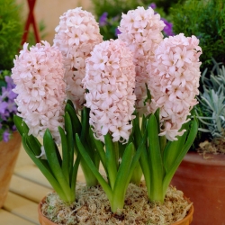 Jácint - China Pink - csomag 3 darab - Hyacinthus