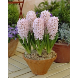 Hyacint - China Pink - pakket van 3 stuks - Hyacinthus