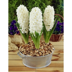 Hyacinthus Aiolos - Hyacinth Aiolos - 3 củ