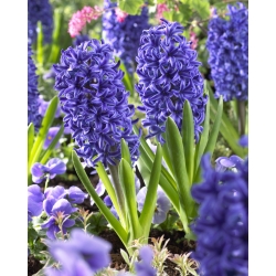 Hiacintas - Blue Jacket - pakuotėje yra 3 vnt - Hyacinthus