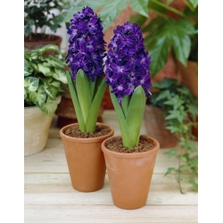 Hyacinthus Blue Magic - Hyacint Blue Magic - 3 cibuľky