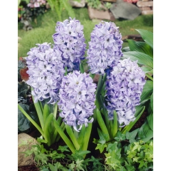 Hyacintsläktet - Sky Jacket - paket med 3 stycken - Hyacinthus