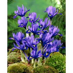 Iris Botanical Harmony - 10 lampu - Iris reticulata
