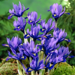 Ботаническа хармония с ирис - 10 крушки - Iris reticulata