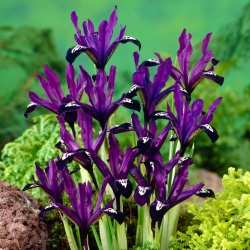 Iris Botanical Purple Gem - 10 lampu - Iris reticulata