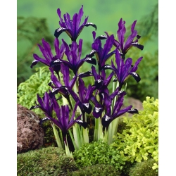 アイリスボタニカルパープルジェム -  10個 - Iris reticulata