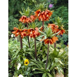 Fritillaria royalialis Aurora - Crown royalial Aurora - củ / củ / rễ - Fritillaria imperialis