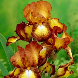 Ирис германица Бронца - жаруља / кртола / корен - Iris germanica