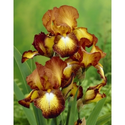 Iris germanica Bronz - cibuľa / hľuza / koreň