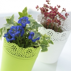 Round flower pot with lace - 16 cm - Lace - Lime