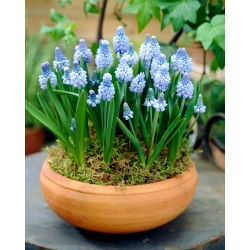 Muscari azureum - Grape Hyacinth azureum - 10 bulbs