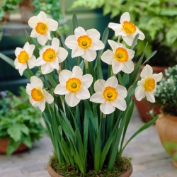 水仙花纪录 - 黄水仙花纪录 -  5个电洋葱 - Narcissus