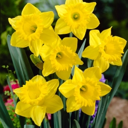 Narcissus Golden Harvest - Daffodil Golden Harvest - 5 umbi
