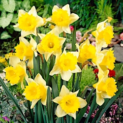 水仙マグネット -  5個 - Narcissus