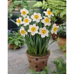 رکورد گل نرگس - رکورد گل گلدان - 5 لامپ - Narcissus