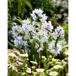 Pushkinia - 10 květinové cibule - Puschkinia