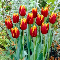 Тюльпан Abu Hassan - пакет из 5 штук - Tulipa Abu Hassan