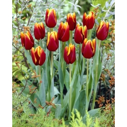 Tulipa Abu Hassan - Tulip Abu Hassan - 5 βολβοί
