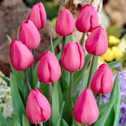 Tulipa唐吉诃德 - 郁金香堂吉诃德 -  5个洋葱 - Tulipa Don Quichotte
