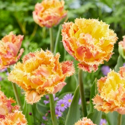 Esprite tulip berpohon ganda (crispa) - 5 buah - Tulipa Esprite