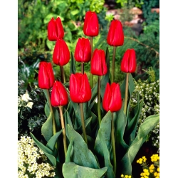 Tulipa Bastogne - pacote de 5 peças
