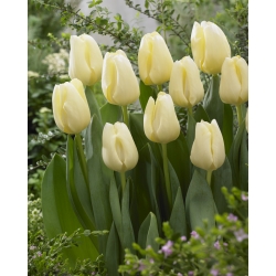 خوشبختی Tulipa - خوش آمدید Tulip - 5 لامپ - Tulipa Cheers