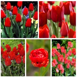 Вибір сортів тюльпанів у червоних відтінках - 200 шт - 