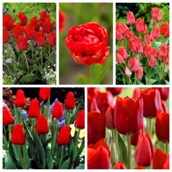 Pilihan varietas Tulip dalam nuansa merah - 50 pcs - 