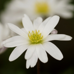 Anemone blanda - White Splendour - 8 gab. Iepakojums