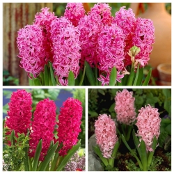Hyacinth - Set merah dan merah jambu - 27 pcs - 